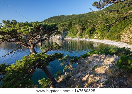 Pine-tree on a rock at the sea in the morning light