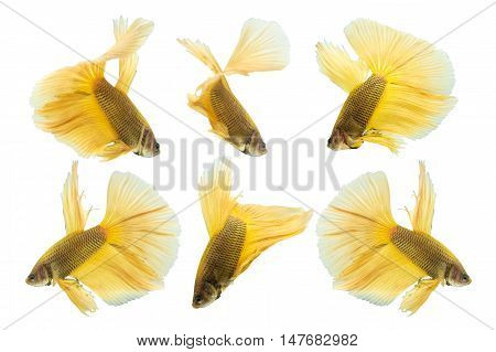 collection of yellow betta fish isolated on white background.