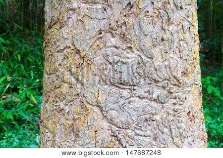 dipterocarpus intricatus dyer texture : species of tree in the family Dipterocarpaceae found in Thailand Cambodia Laos and Vietnam.