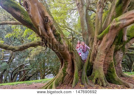 Buttress roots of Moreton Bay fig tree in Albert Park, Auckland, New Zealand