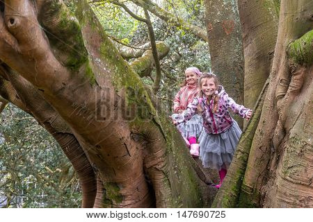 Buttress roots of Moreton Bay fig tree in Albert Park, Auckland, New Zealand