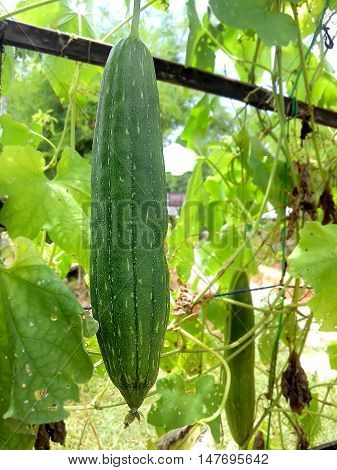 Thai zucchini on tree for background and Illustrate