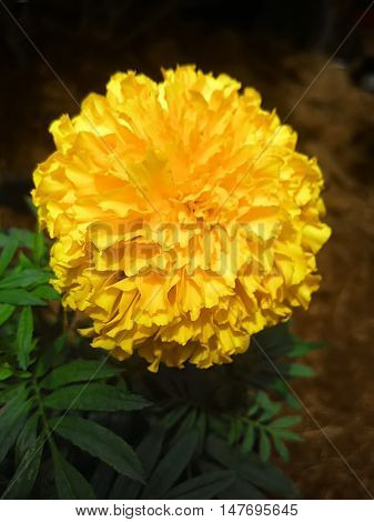 Marigold flower in Thailand for background and Illustrate