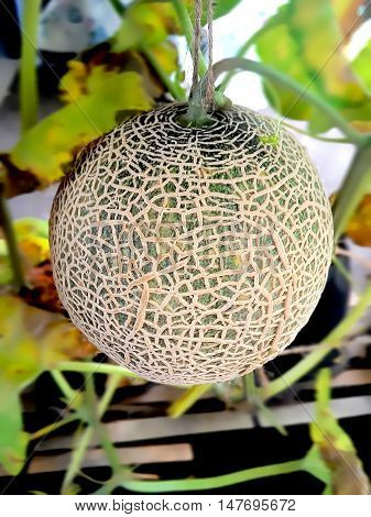 Cantaloupe ball on tree for background and Illustrate