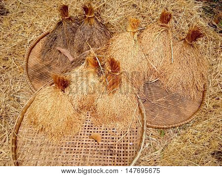 Thai Rice on threshing basket for background and Illustrate