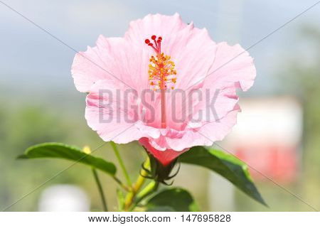chinese rose pink hibiscus or shoe flower