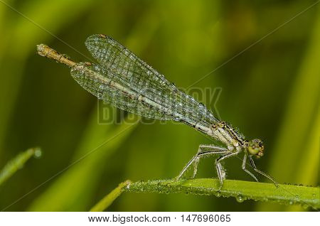 Dragonflies (lat. Odonata) -- team of well-flying predatory insects. Relatively large, with movable head, large eyes, short antennae setaceous, with four transparent wings with a dense network of veins elongated and slender abdomen.