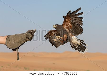 Harriet Hawk (parabuteo Unicinctus) bird about to land on a glove of his trainer
