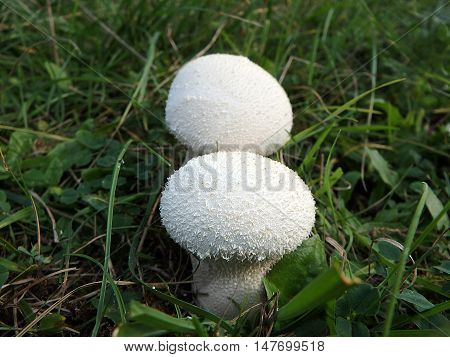 Bovista , Wild mushrooms : Bovista plumbea ,