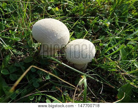 Bovista , Wild mushrooms : Bovista plumbea ,