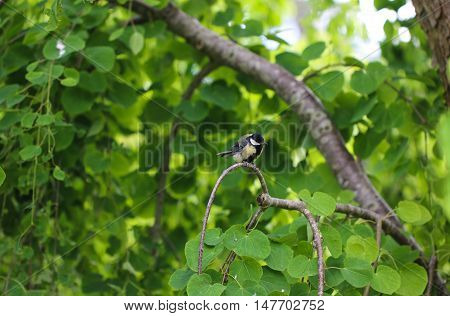Great Tit (Parus major) sitting on a branch in the garden.