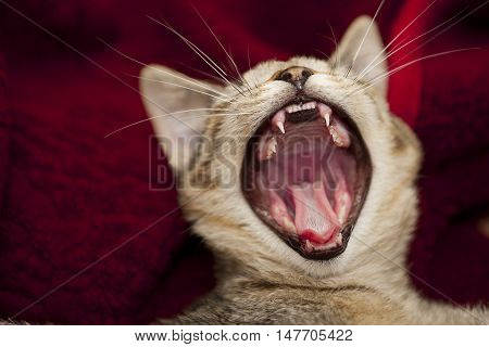 open big mouth of little cat jaws