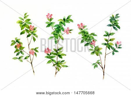 watercolor painting of leaves and flower on white background