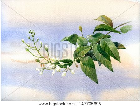watercolor painting of leaves and flower  background