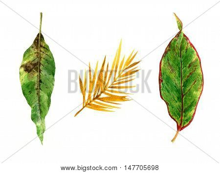 watercolor painting of leaves on white background