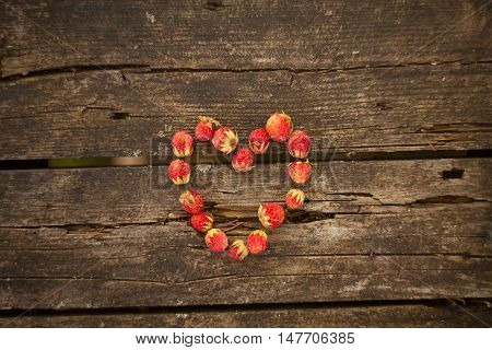 Red Berries On Beautiful Background