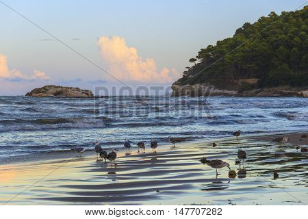 Summertime.Gargano coast:Portonuovo beach (Vieste):seagulls on the shore at sunset.Apulia,Italy.