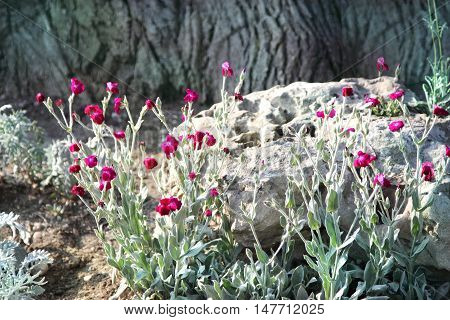 Flowers crown Campion and Cineraria.Flowers castellated Lychnis, cineraria on the background of the stone and the trunk of an old tree.