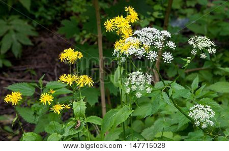 White and yellow flower in summer against blury background, Bialowiza Forest, Poland, Europe