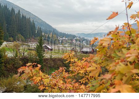 Yellow leaves of the trees and mountains in the background. Carpathians Ukraine