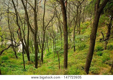 Trees growing on the side of Taishan (mount tai) in shandong province China.