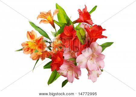 Fiori di Alstroemeria isolata on white