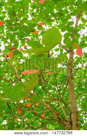 green leaves view from below thailand tree