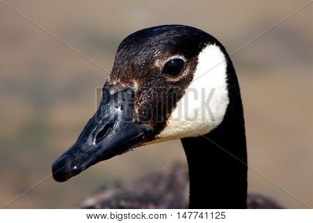 Portrait shot of Canada goose with gray background.