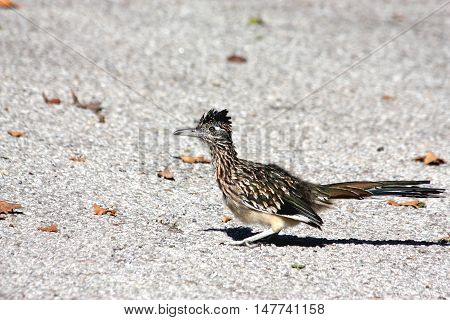 The greater roadrunner bird sitting on roadway.