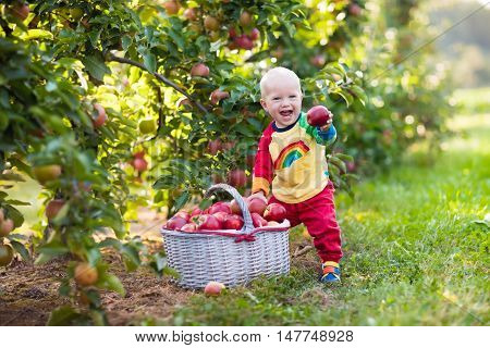 Child picking apples on a farm in autumn. Little baby boy playing in apple tree orchard. Kids pick fruit in a basket. Toddler eating fruits at fall harvest. Outdoor fun for children. Healthy nutrition