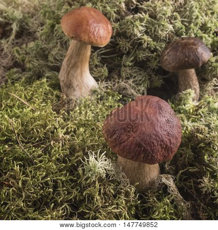 Growing under fir branch mushroom. The natural background.
