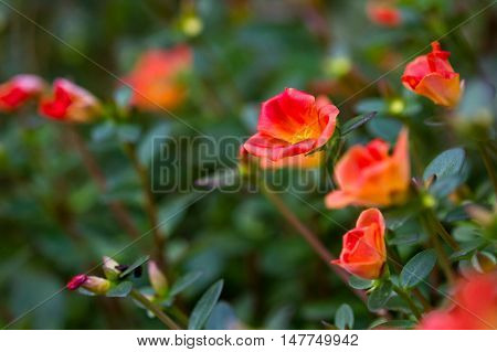 Purslane Flower -portulaca Oleracea