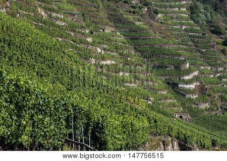 Famous German Wine Region Moselle River in Winningen 