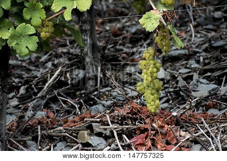 white Wine grapes in the german Region Moselle River Winningen 