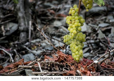 white Wine grapes in the german Region Moselle River Winningen 