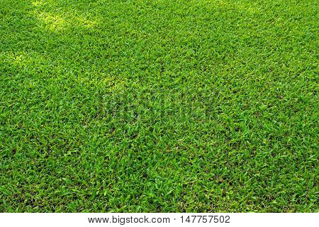 Nature Grass texture / green grass texture background