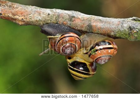 Empilhados