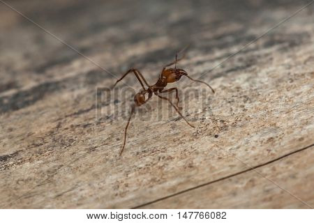 Leafcutter ant (Atta sexdens). Wildlife animal. 