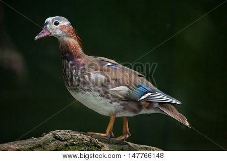 Mandarin duck (Aix galericulata). Juvenile male duck. Wildlife animal. 