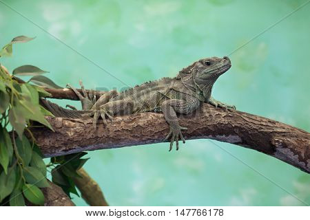 Weber's sailfin lizard (Hydrosaurus weberi). Wildlife animal. 