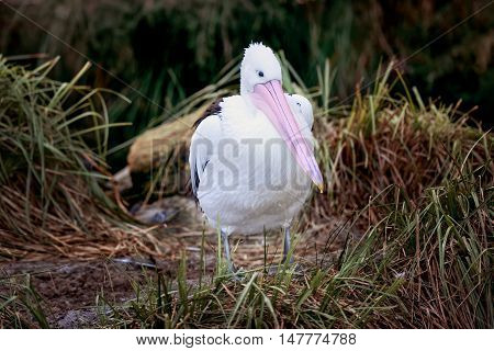 Australian White Pelican (Pelecanus onocrotalus) also known as the Eastern White Pelican Rosy Pelican or White Pelican