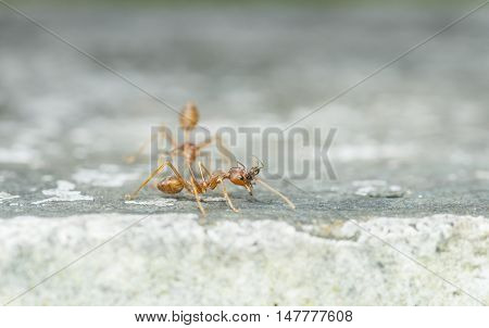 Weaver Fighting With Little Black Stinging Ant.