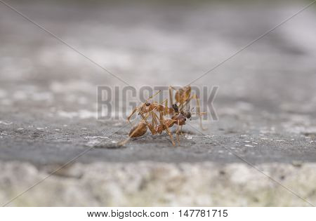 Weaver Fighting With Little Black Stinging Ant.