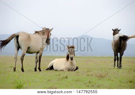 Grazing White Horse On A Green Pasture With The Rays Of Light And Cloudy. Agriculture From Natural Farm On A Blue Sky.