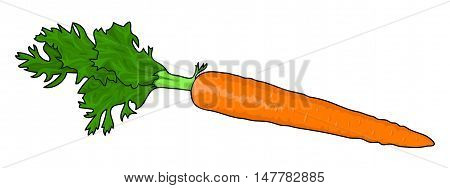 a carrot, vegetable. Food. Nature. red carrot. illustration, Picture.