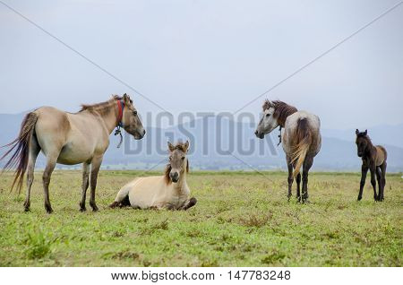 Horse On The Meadow