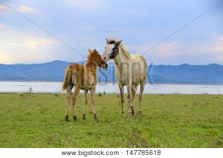 Grazing White Horse On A Green Pasture With The Rays Of Light And Cloudy. Agriculture From Natural Farm On A Blue Sky.
