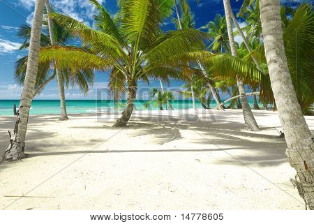 Smukke caribiske strand i den Dominikanske Republik