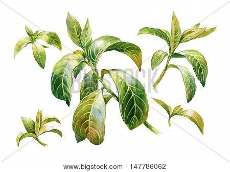 watercolor painting of leaves on white background