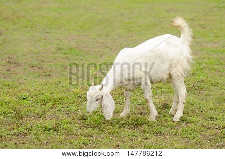 Grazing White Horse On A Green Pasture With The Rays Of Light And Cloudy. Agriculture From Natural Farm On A Blue Sky.